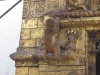 Swayambhunath Temple